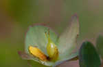 Fourpetal St. Johnswort